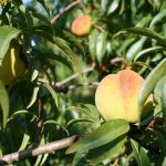 canadas-last-peach-breeder-is-growing-fruit-for-the-future