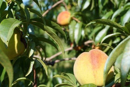 canadas-last-peach-breeder-is-growing-fruit-for-the-future