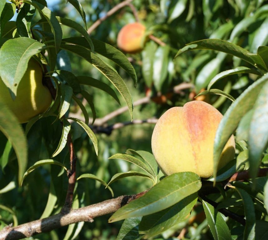 canadas-last-peach-breeder-is-growing-fruit-for-the-future
