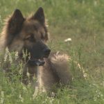 first-nation-in-saskatchewan-denied-license-to-hold-spay-and-neuter-vet-clinic