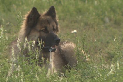 first-nation-in-saskatchewan-denied-license-to-hold-spay-and-neuter-vet-clinic
