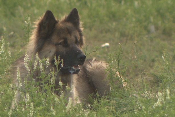 first-nation-in-saskatchewan-denied-license-to-hold-spay-and-neuter-vet-clinic