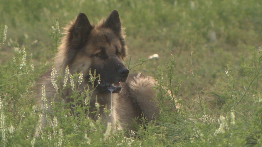 first-nation-in-saskatchewan-denied-license-to-hold-spay-and-neuter-vet-clinic