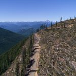 british-columbia-is-logging-its-last-old-growth-and-protesters-are-sleeping-in-the-road-to-stop-it
