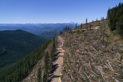 british-columbia-is-logging-its-last-old-growth-and-protesters-are-sleeping-in-the-road-to-stop-it