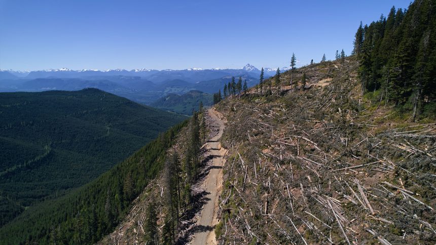 british-columbia-is-logging-its-last-old-growth-and-protesters-are-sleeping-in-the-road-to-stop-it