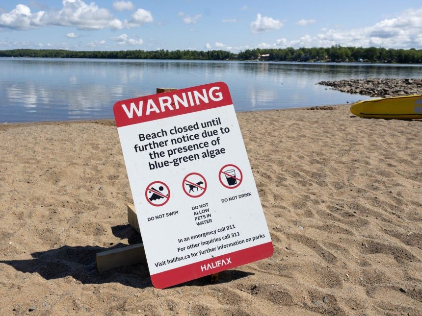 nine-nova-scotia-lakes-now-contaminated-with-blue-green-algae,-conditions-favour-more-blooms