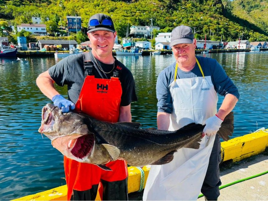 reeling-in-a-new-generation-of-cod-fishers
