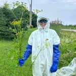 pei.-invasive-species-council-on-hunt-for-plants-harmful-to-humans