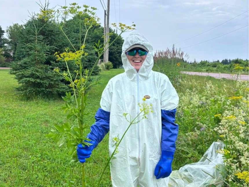 pei.-invasive-species-council-on-hunt-for-plants-harmful-to-humans