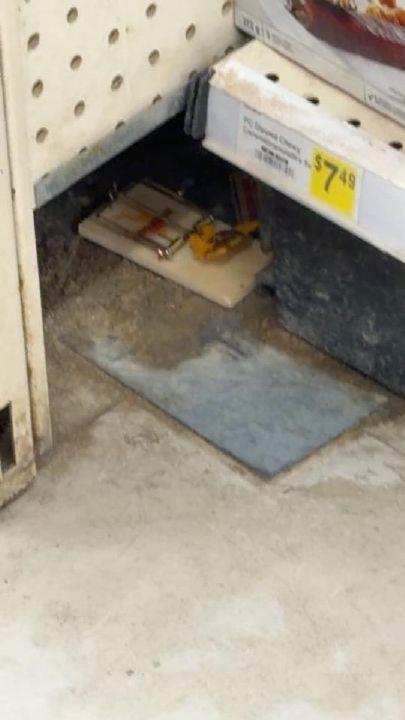 fewer-rodents-in-gjoa-haven-northern-store,-infestation-believed-over:-gn