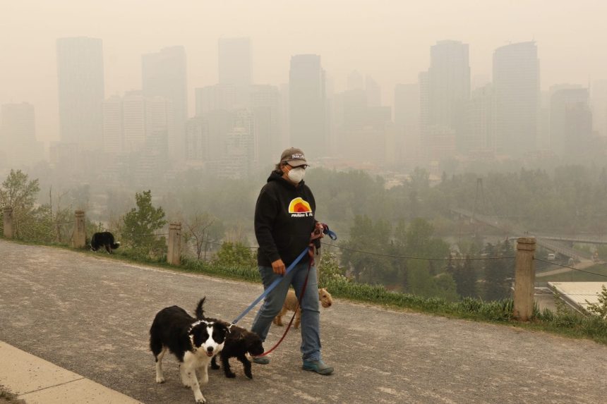 wildfire-smoke-is-bad-for-animals-too-including-your-pets
