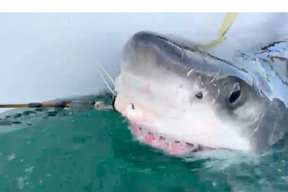 white-shark-bella-pings-near-mabou-on-monday-evening