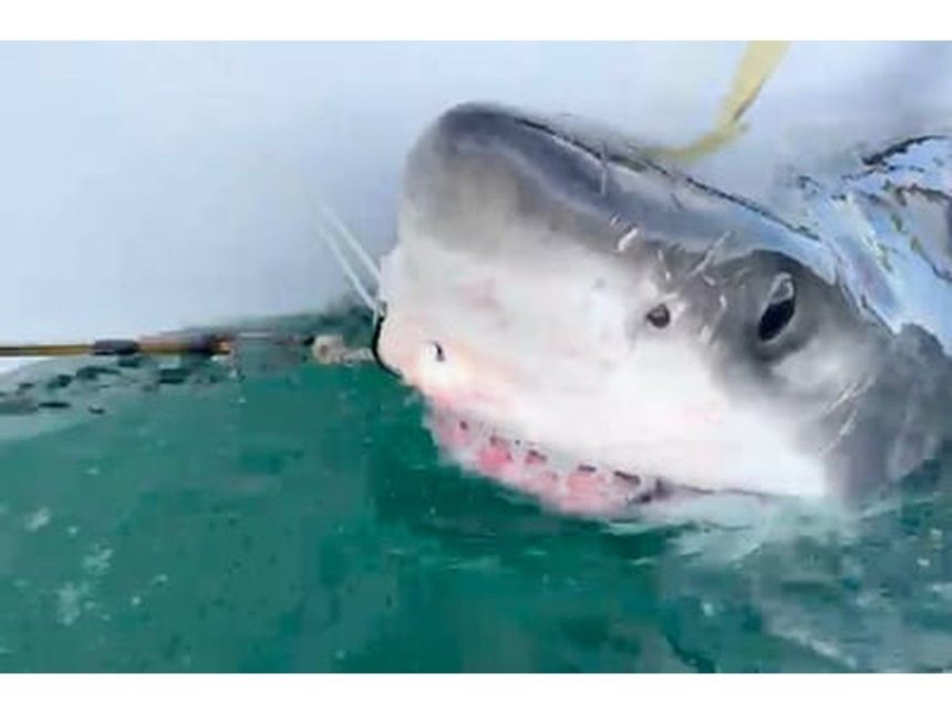 white-shark-bella-pings-near-mabou-on-monday-evening