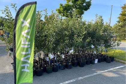 halifax-giving-free-tree-to-1,000-households-on-‘first-come,-first-served’-basis