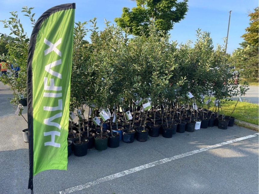 halifax-giving-free-tree-to-1,000-households-on-‘first-come,-first-served’-basis