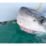 great-white-shark-pings-in-cape-breton-harbour