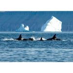 more-orcas-coming-to-arctic-bay-waters-due-to-declining-sea-ice:-researcher