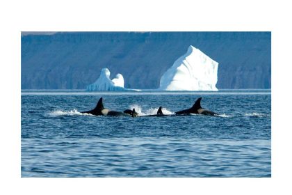 more-orcas-coming-to-arctic-bay-waters-due-to-declining-sea-ice:-researcher