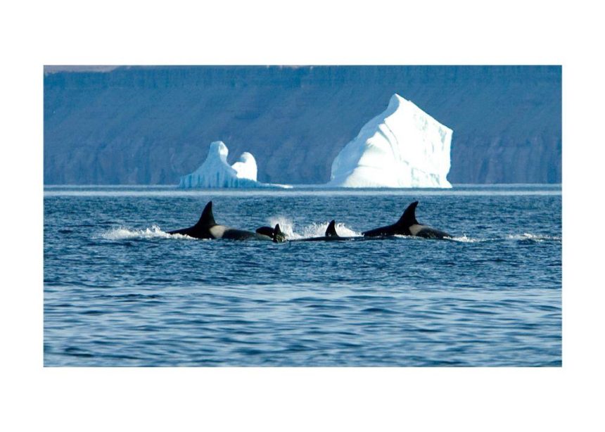 more-orcas-coming-to-arctic-bay-waters-due-to-declining-sea-ice:-researcher