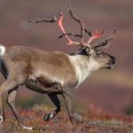 baffin-island-caribou-harvest-limit-increase-to-6,000-from-550-approved-by-gn