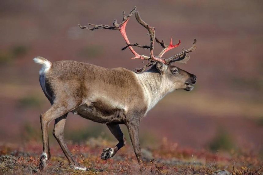 baffin-island-caribou-harvest-limit-increase-to-6,000-from-550-approved-by-gn