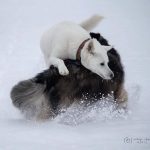 two-canines-saved-their-owners-life-could-you-save-your-pet’s-life?