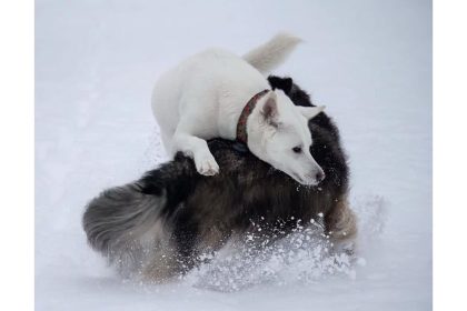 two-canines-saved-their-owners-life-could-you-save-your-pet’s-life?