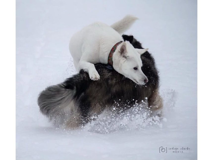 two-canines-saved-their-owners-life-could-you-save-your-pet’s-life?