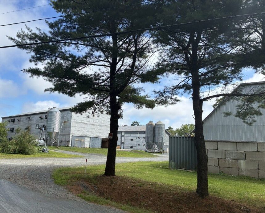 fire-at-nova-scotia-farm-where-10,000-chickens-were-killed-in-a-break-in-last-month-not-suspicious,-rcmp-say