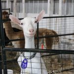 ‘theres-a-lot-of-history-here’:-cape-breton-exhibition-celebrates-110th-anniversary