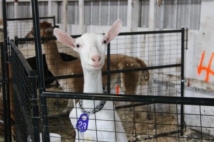 ‘theres-a-lot-of-history-here’:-cape-breton-exhibition-celebrates-110th-anniversary