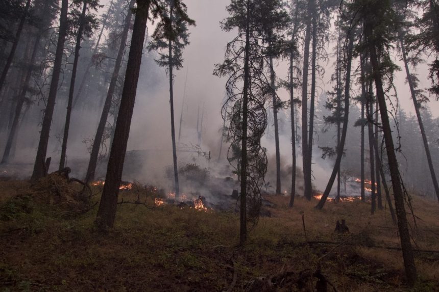 i-spent-years-fighting-wildfires.-now,-i-have-ptsd