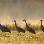 ontarios-hunt-reopens-for-once-threatened-bird