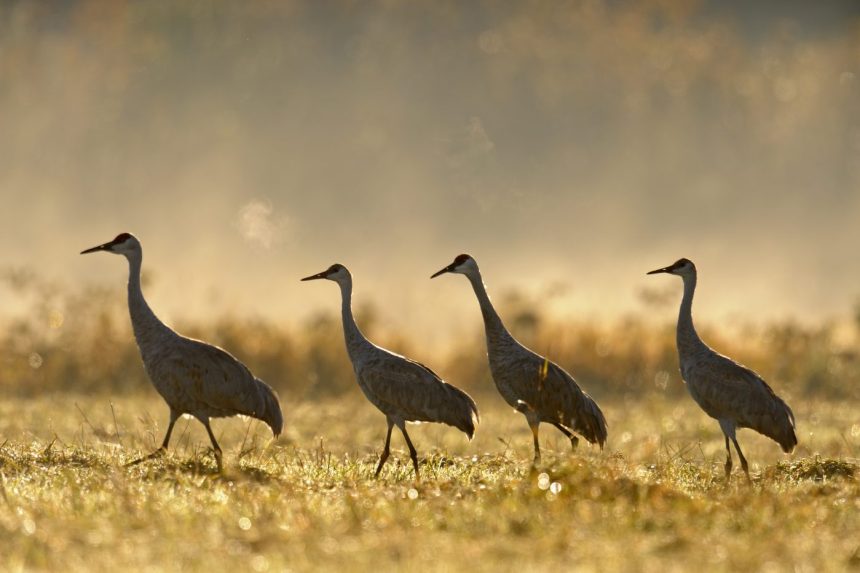 ontarios-hunt-reopens-for-once-threatened-bird