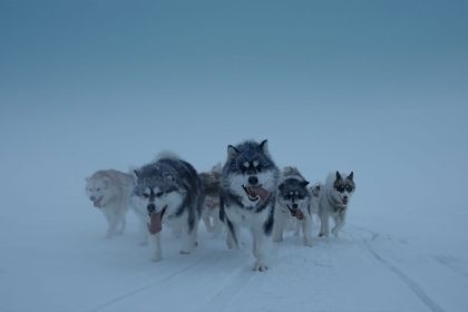 new-docuseries-on-arctic-life-premieres-next-month-on-aptn