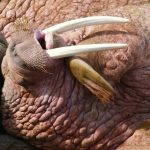 walrus-harvested-in-naujaat-tests-positive-for-roundworm-infestation