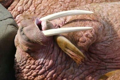 walrus-harvested-in-naujaat-tests-positive-for-roundworm-infestation