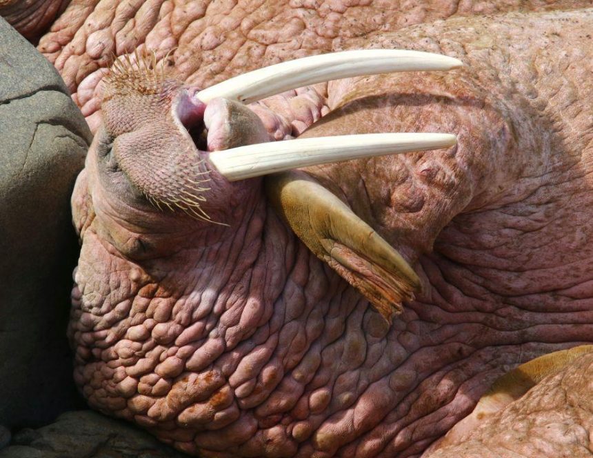 walrus-harvested-in-naujaat-tests-positive-for-roundworm-infestation