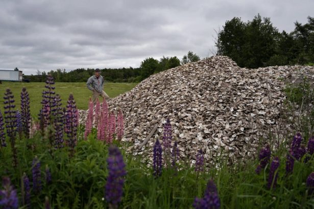 a-disease-devastated-pei-oysters.-can-this-seed-offer-hope?