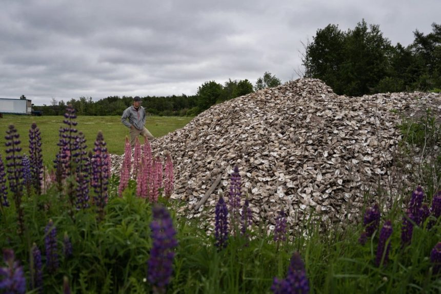 a-disease-devastated-pei-oysters.-can-this-seed-offer-hope?