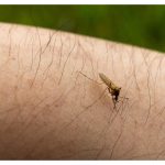 letter:-the-incessant-mosquito