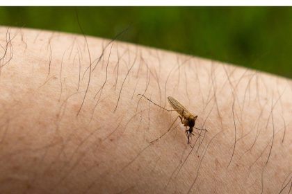 letter:-the-incessant-mosquito