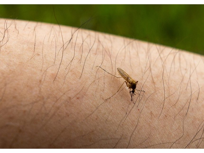 letter:-the-incessant-mosquito