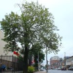 ash-trees-are-being-eaten-to-death-in-halifax.-is-there-anything-the-city-can-do-to-save-them?