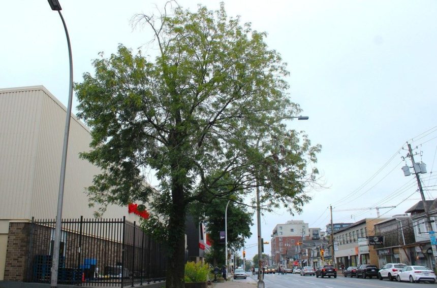 ash-trees-are-being-eaten-to-death-in-halifax.-is-there-anything-the-city-can-do-to-save-them?