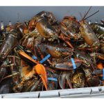 canada’s-seafood-counter-tariffs-raise-escalation-fears-on-both-sides-of-the-border