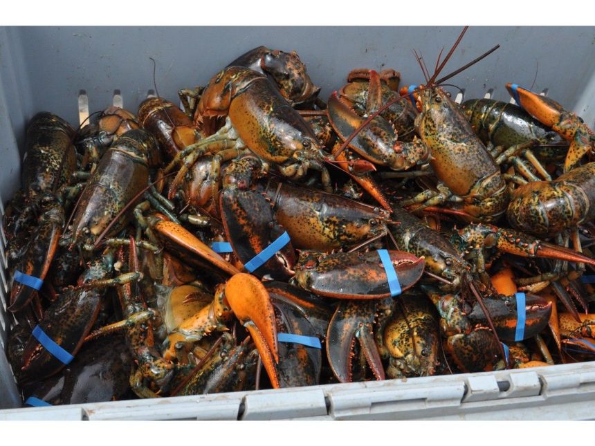 canada’s-seafood-counter-tariffs-raise-escalation-fears-on-both-sides-of-the-border
