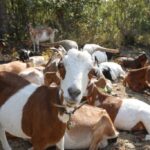 call-in-the-goats:-kanaka-bar-recruits-herd-for-help-with-wildfire-risk