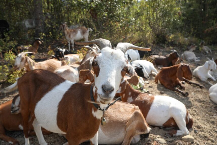 call-in-the-goats:-kanaka-bar-recruits-herd-for-help-with-wildfire-risk